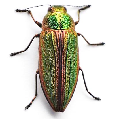 Buprestis aurulenta red green buprestid beetle Guatemala