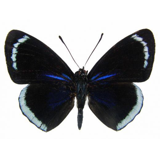 Callicore kolyma blue black butterfly Peru