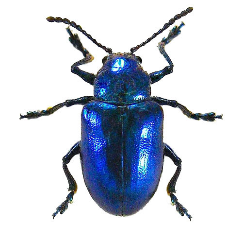 Chrysochus cobaltinus blue beetle Guatemala