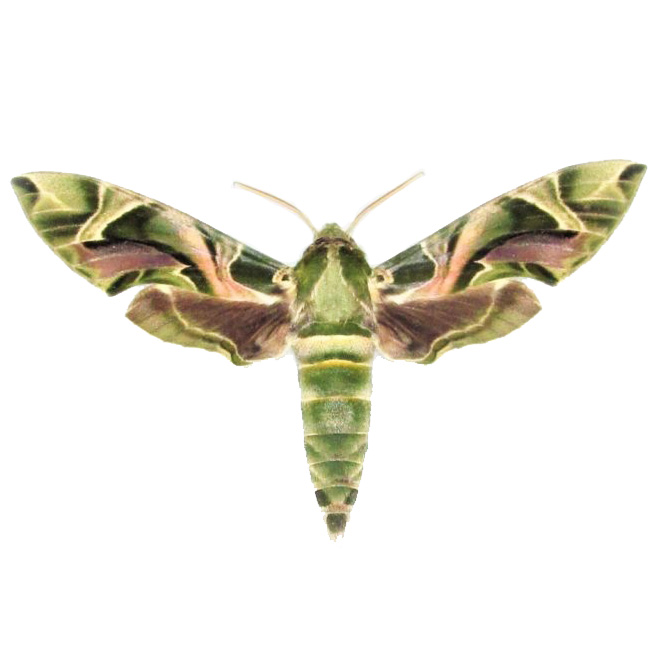Daphnis nerii army green camouflage oleander sphinx moth Europe