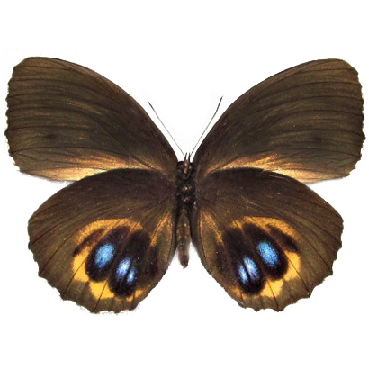 Elymnias agondas blue eyes butterfly Indonesia