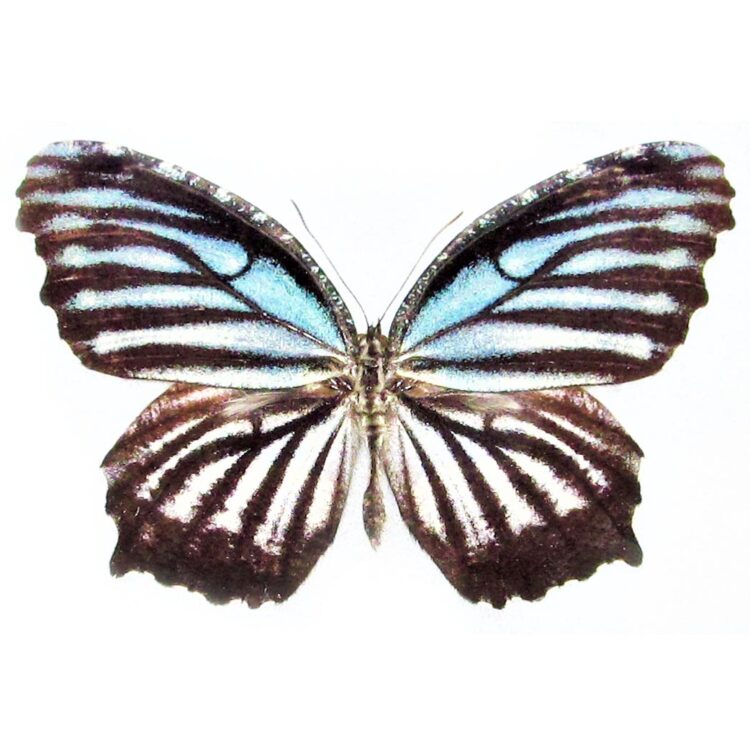 Elymnias nesaea lioneli blue skeleton butterfly Indonesia