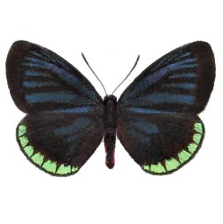 Eumaeus minyas blue green butterfly El Salvador
