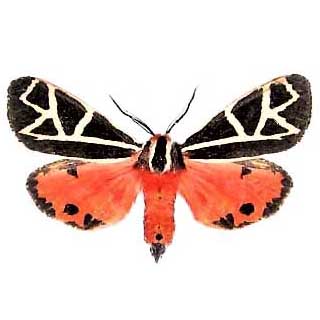 Grammia placentia pink tiger moth Florida USA