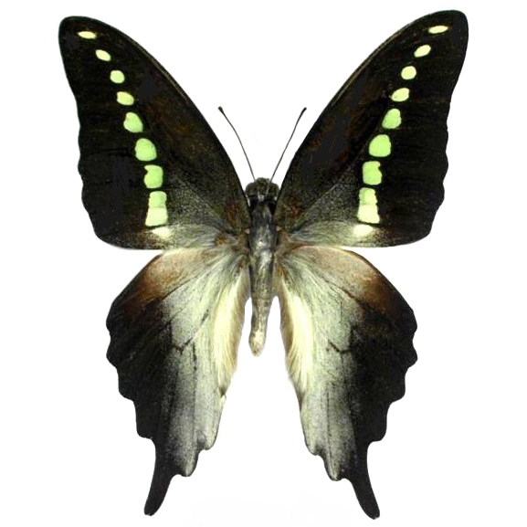 Graphium codrus green black butterfly Philippines