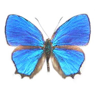 Hypochrysops polycletus blue butterfly Indonesia