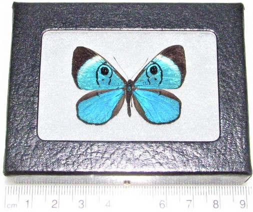 Mesosemia framed blue riodinid butterfly Peru RARE
