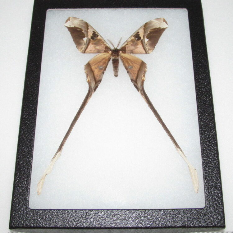 Copiopteryx jehovah framed saturn moth French Guyana