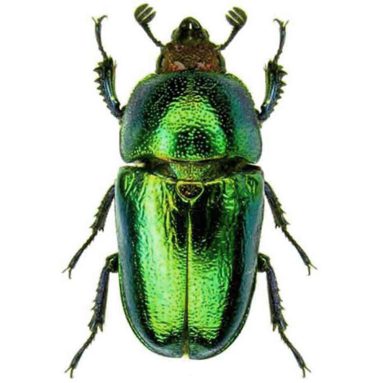 Lamprima adolphinae green stag beetle female Papua New Guinea