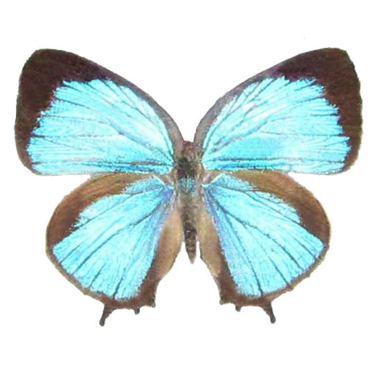 Arhopala blue butterfly Indonesia