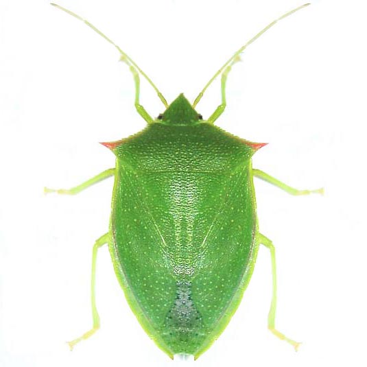 Loxa flavacollis green shield bug beetle Louisiana USA
