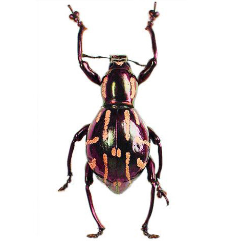 Pachyrrhynchus ardentius pink weevil beetle Philippines