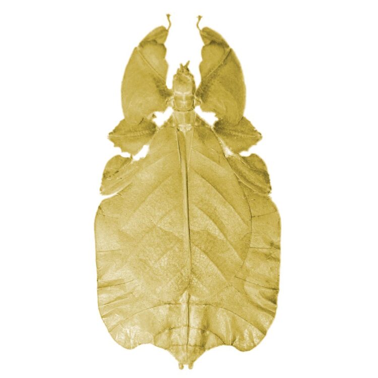 Phyllium pulchrifolium yellow form leaf bug female Indonesia