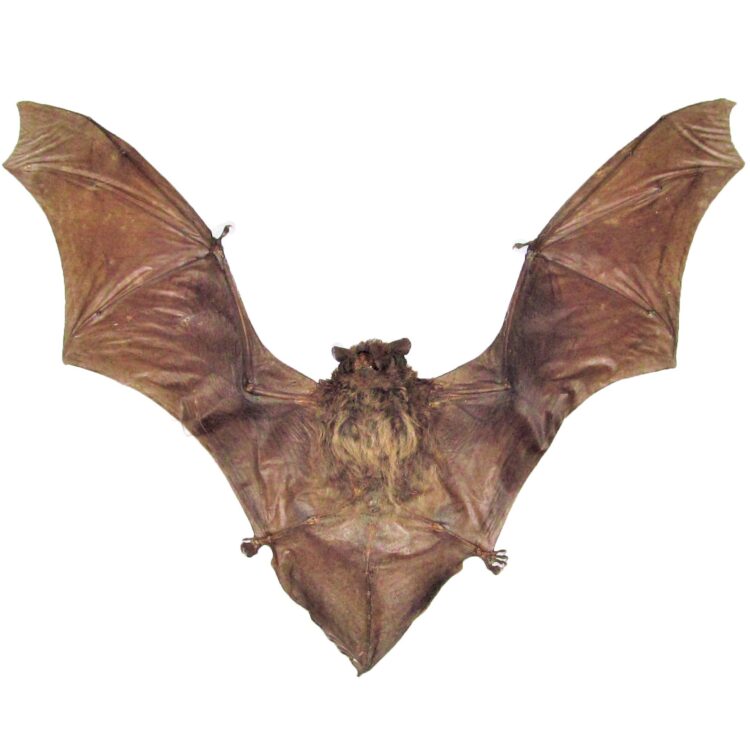 Tylonycteris pachypus horseshoe bat Indonesia unframed