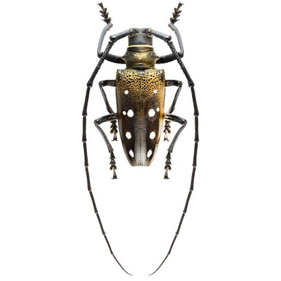 Batocera laena longhorn beetle Papua New Guinea