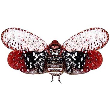 Aphaena submaculata red white lanternfly fulgorid Thailand