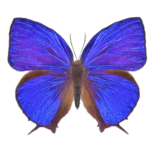 Arhopala hercules purple blue butterfly Indonesia