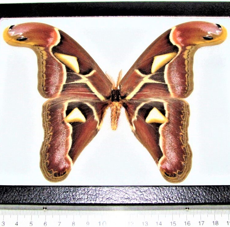 Attacus edwardsii snake mimic saturn moth male Indonesia