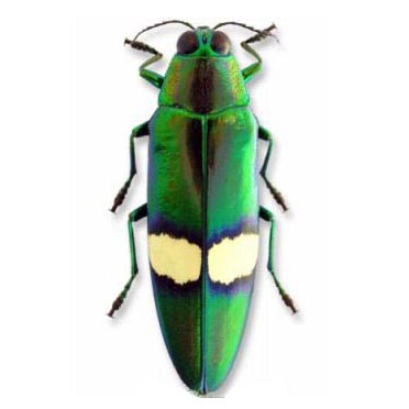 Chrysochroa saundersi green buprestid beetle Thailand