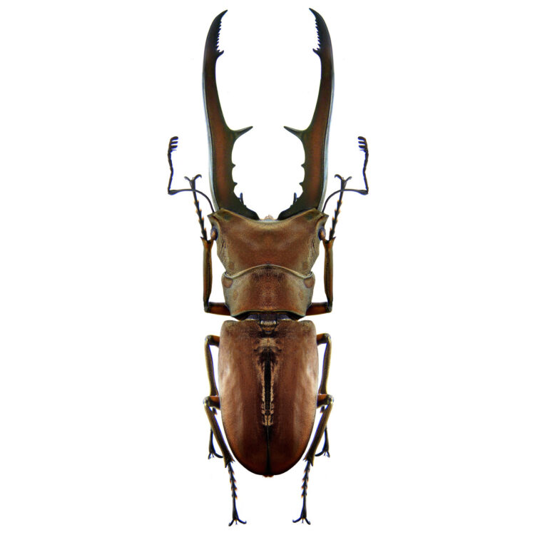 Cyclommatus metallifer stag beetle Indonesia