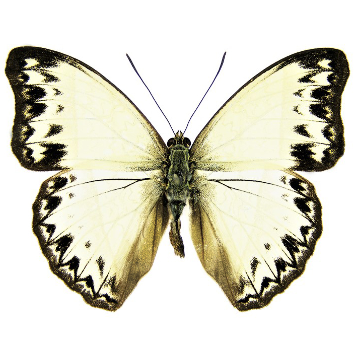 Cymothoe caenas black white butterfly Africa
