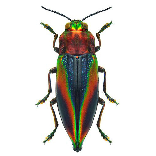 Cyphogastra javanica blue red rainbow buprestid beetle Java Indonesia
