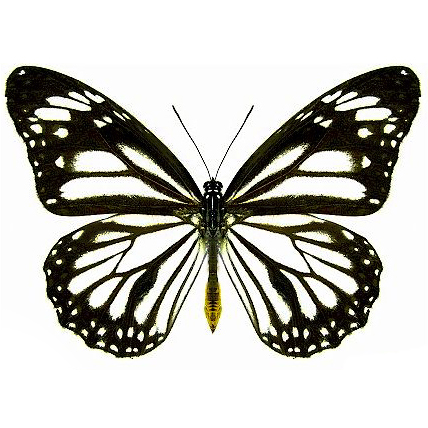 Danaus melanippus edmondii white monarch mimic butterfly Philippines