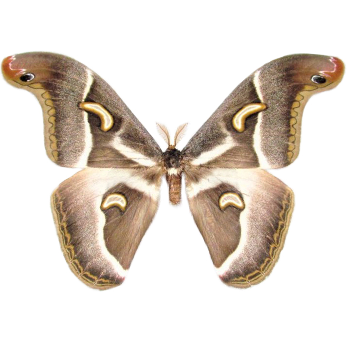 Epiphora plotezi white saturn moth Africa