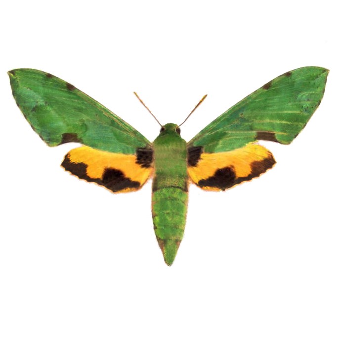 Euchloron maegera green verdant sphinx moth Madagascar