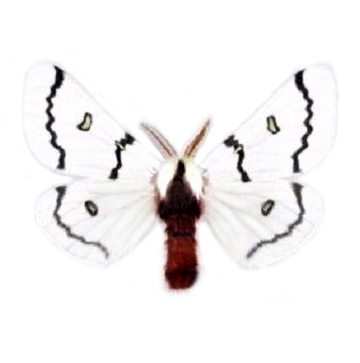 Hemileuca neumogeni white red sheep moth Arizona USA