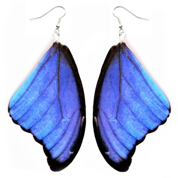 Morpho didius blue butterfly wing earrings