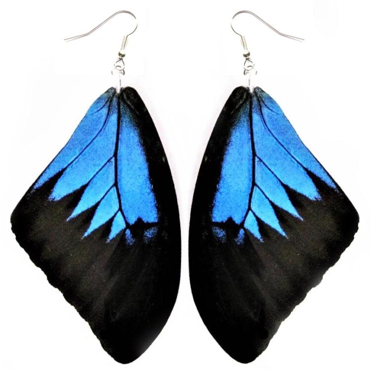 Papilio ulysses blue black butterfly wing earrings