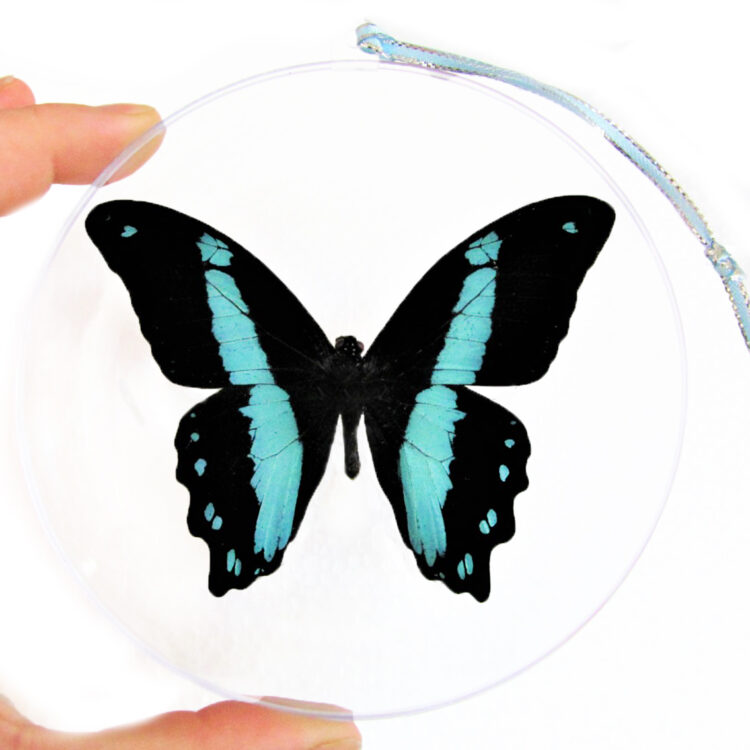 Papilio bromius swallowtail blue black butterfly Africa Christmas ornament