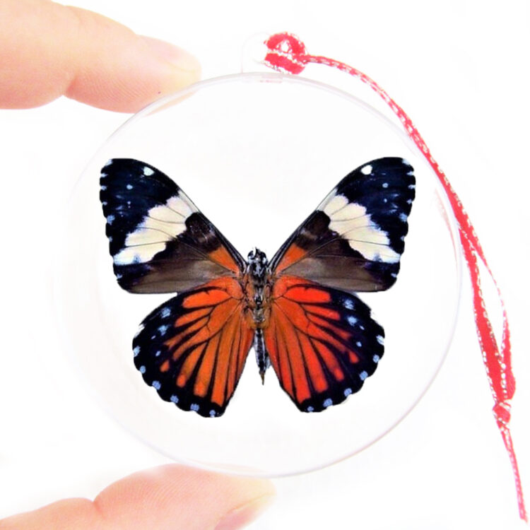 Hamadryas amphinome red butterfly Peru Christmas ornament