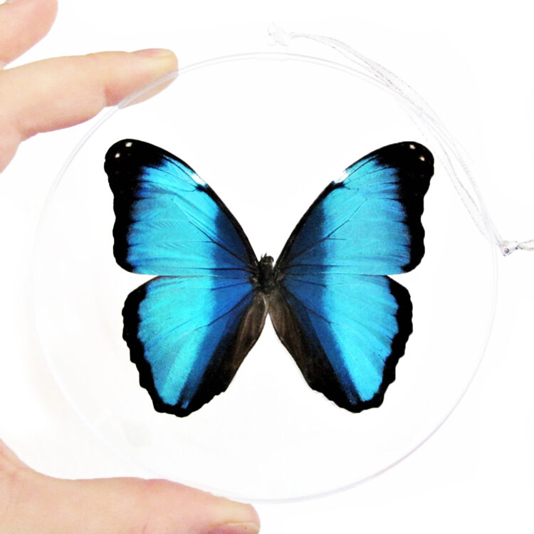 Morpho deidamia blue black butterfly Peru