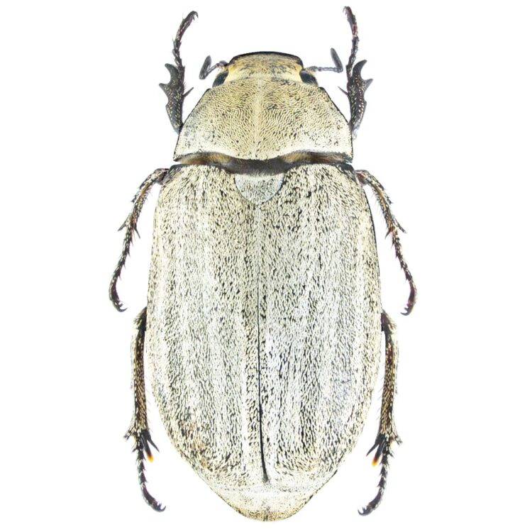 Lepidiota stigma white scarab beetle Thailand