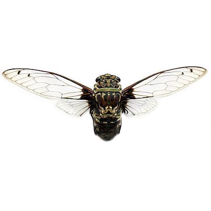 Macrotristia chantranei clearwing cicada Thailand