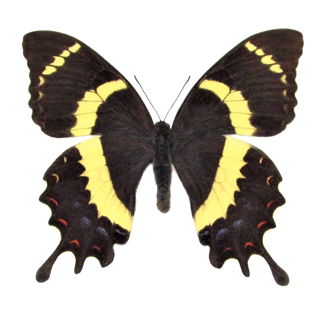 Papilio garamas black yellow swallowtail female butterfly El Salvadorgaramas female unframed