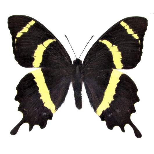 Papilio garamas black yellow swallowtail butterfly El Salvador