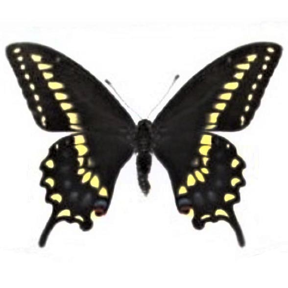 Papilio machaon bairdii male