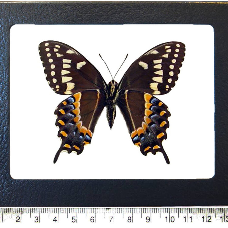 Papilio palamedes V framed