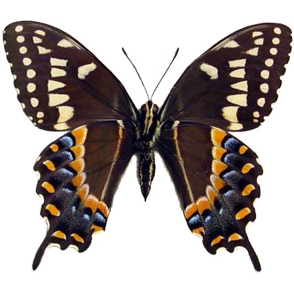 Papilio palamedes verso red orange swallowtail butterfly South Carolina USA