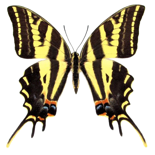 Papilio pilumnus black yellow swallowtail butterfly El Salvador