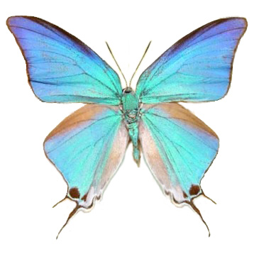 Pseudolycaena damo blue hairstreak butterfly Guatemala