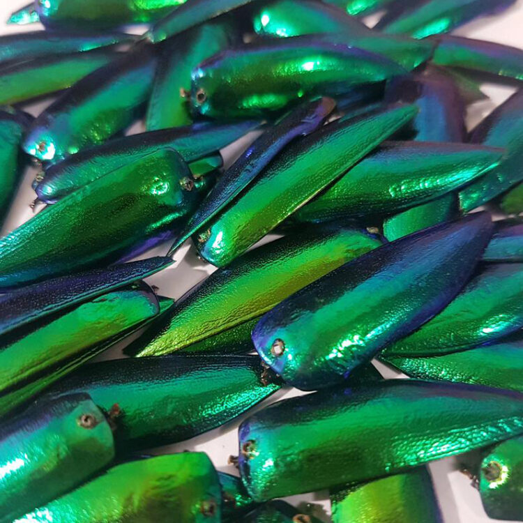 mixed lot of assorted green blue beetle elytra drilled
