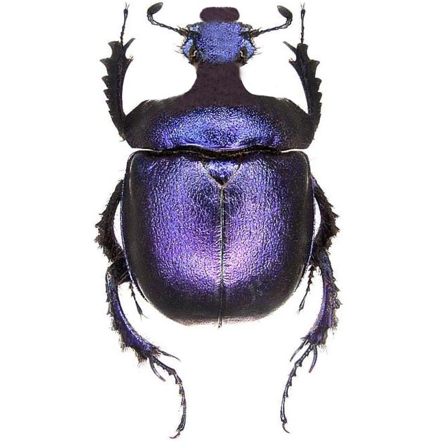 Enoplotrupes sharpi female purple scarab beetle Thailand
