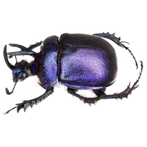 Enoplotrupes sharpi male purple scarab beetle Thailand
