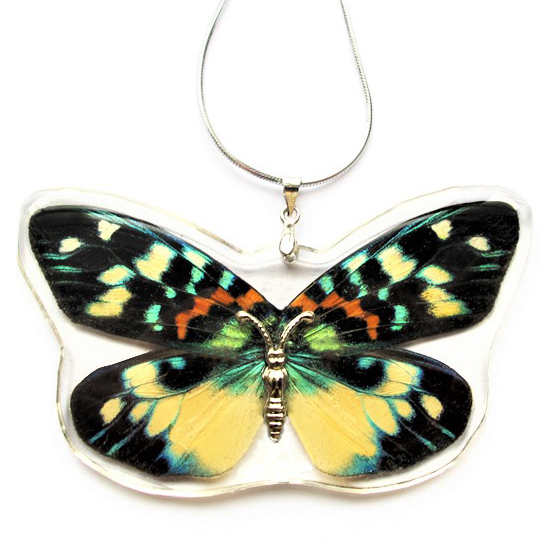 Erasmia pulchera blue green yellow day flying moth wing necklace