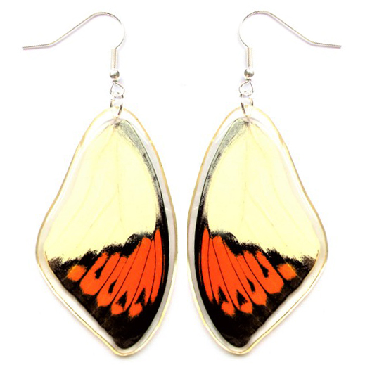 Hebomoia white orange tip butterfly wing earrings