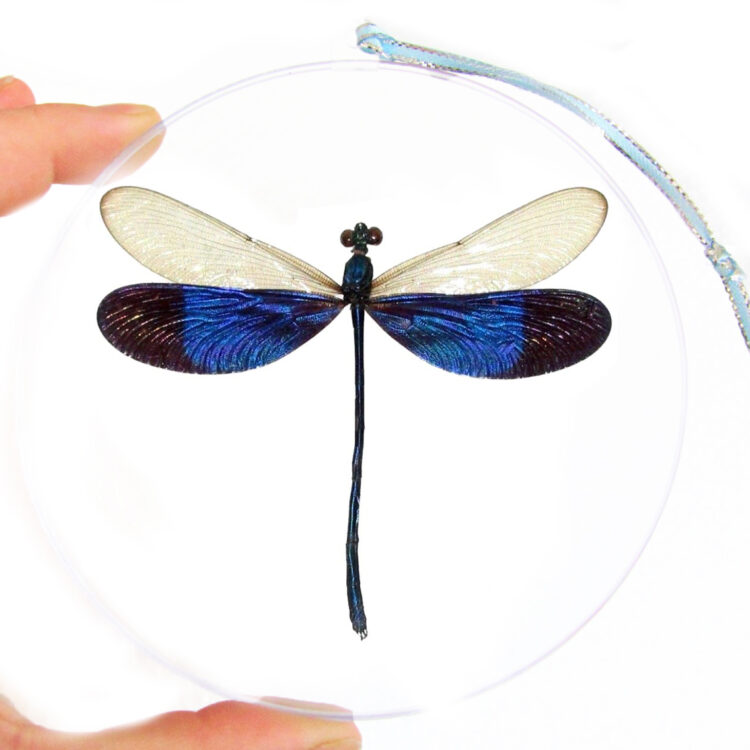 Neurobasis kaupi blue clear dragonfly damselfly Indonesia Christmas ornament